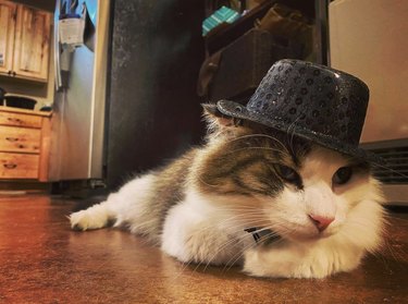 cat in sequined fedora