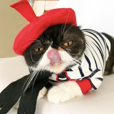 16 Cats & Kittens Looking Cute in Hats | Cuteness