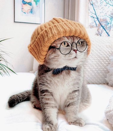 cat in knit hat