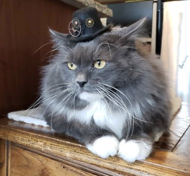 cat in steampunk hat