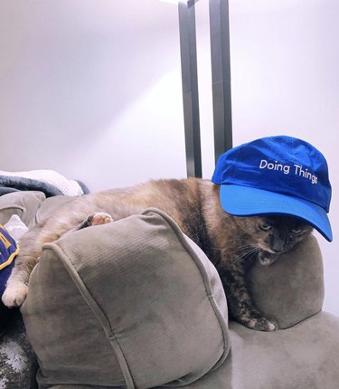 cat in baseball cap that reads “doing things”