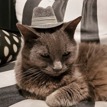 cat in fedora