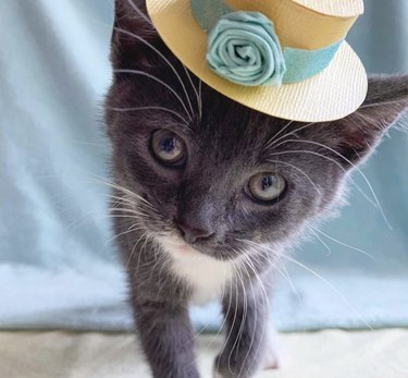 kitten in flower hat