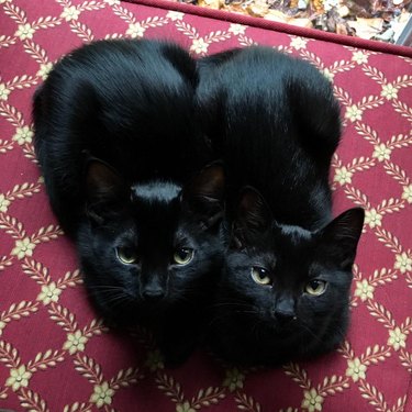 Two black cats sitting in a loaf position