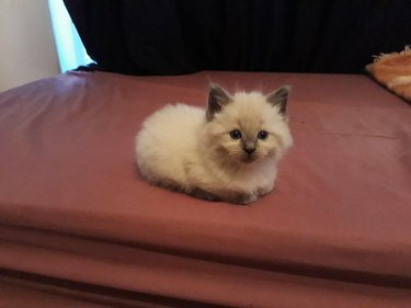 A small white and brown kitten loafing on a bed.