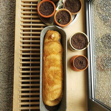 Orange cat in long loaf shape