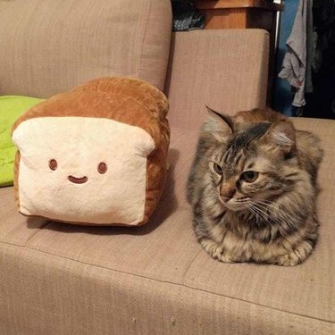 A striped cat loafing next to a plush loaf of bread