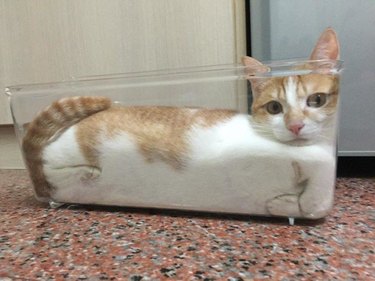 Cat sitting in glass loaf pan