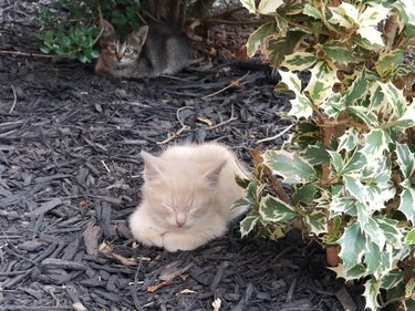 Kitten sitting in loaf shape outdoors