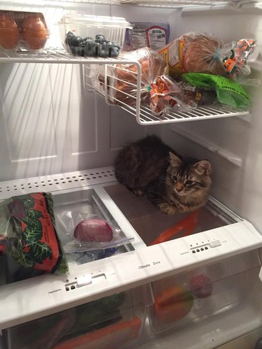 Cat sitting in refrigerator