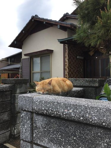 Cat sitting in loaf shape on a garden wall