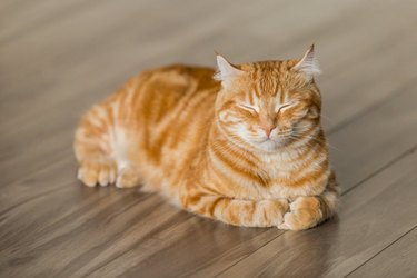 Orange striped cat sitting in loaf shape