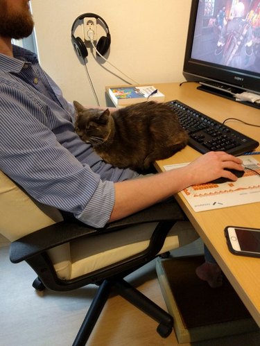 Cat in loaf shape sitting on desk while person works at computer