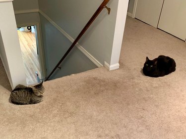 Two cats in loaf shapes facing off