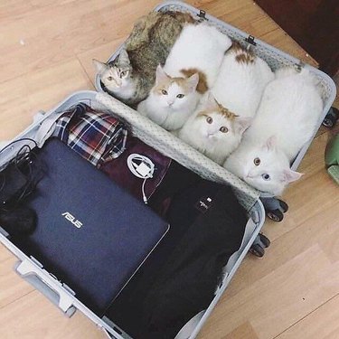 Four cats sitting side-by-side in a suitcase