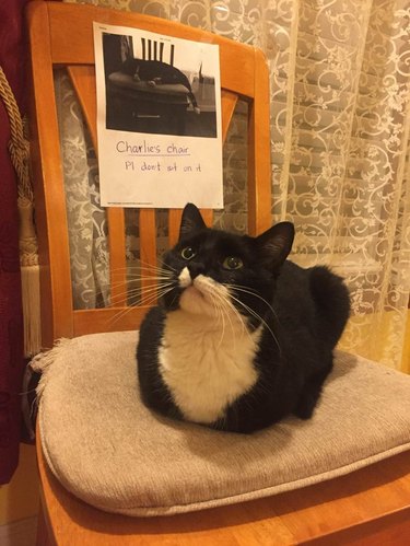 Cat sitting in loaf shape on chair