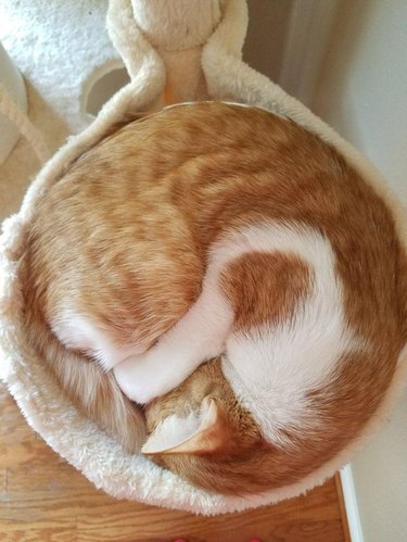 Cat curled in a circle