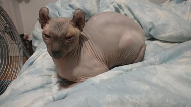 Hairless cat sitting in loaf shape