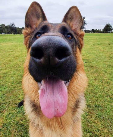 close up of german shepherd nose