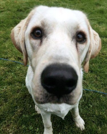 close up of dog nose