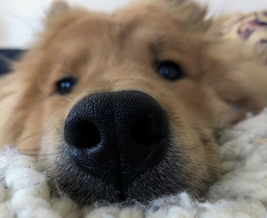 close up of dog nose