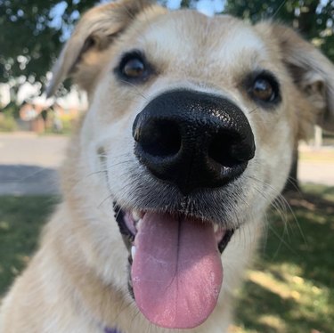 close up of dog nose