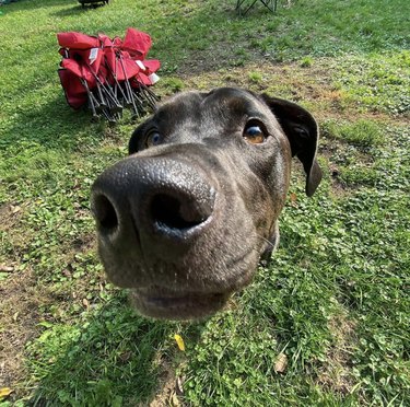 close up of black dog nose