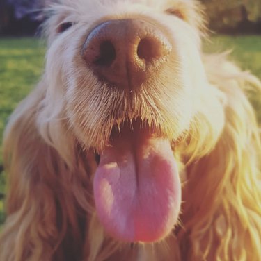 close up of dog nose