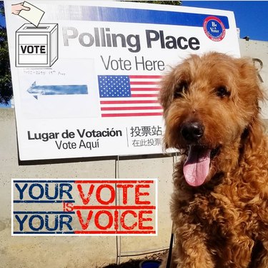 dog in front of polling place sign