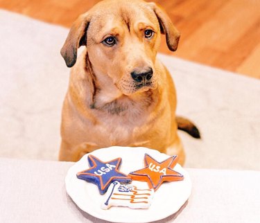 dog with usa and american flag cookies