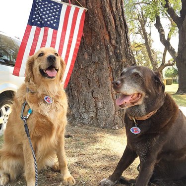 two dogs in front of american flag with i voted stickers