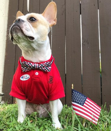 dog with bowtie, i voted sticker, and american flag