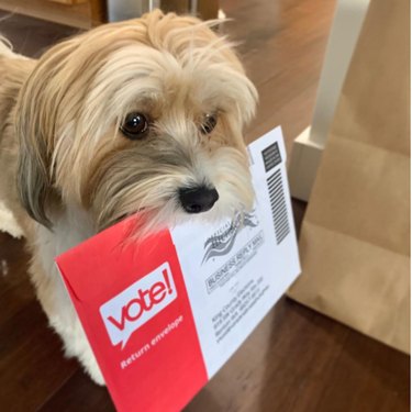dog holding ballot in its mouth