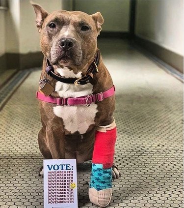 dog with broken leg and voting postcard