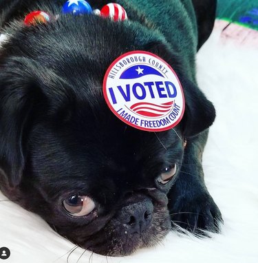 dog with i voted sticker on its head