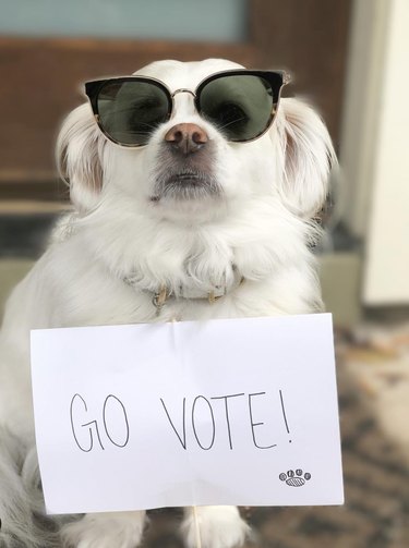 dog with sunglasses and go vote sign