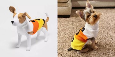 cat and dog candy corn sweater