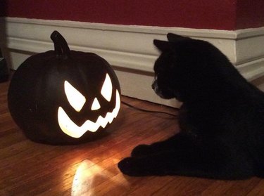 black cat stares at jack o lantern