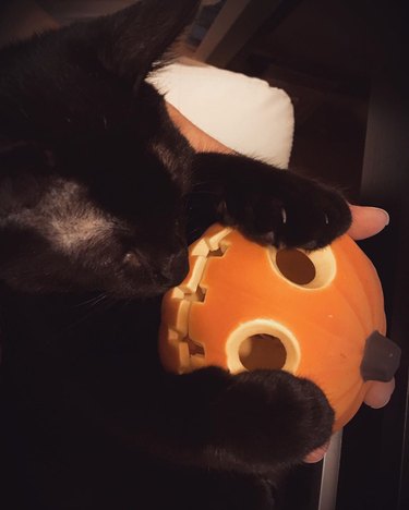 black cats sits on pumpkin