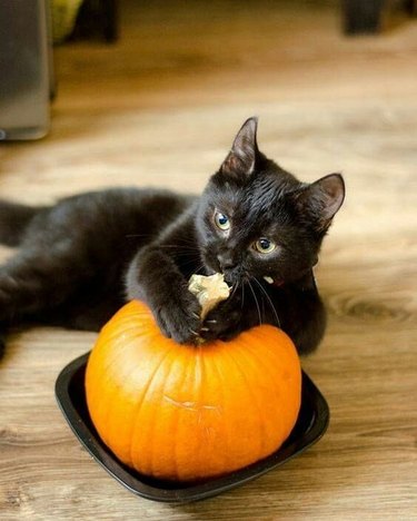 black cat holds pumpkin
