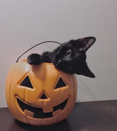 black cat sits in plastic pumpkin