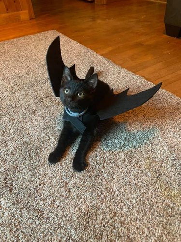 black cat in bat costume