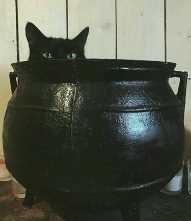 black cat sits in black cauldron