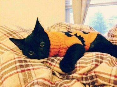 black cat in pumpkin sweater