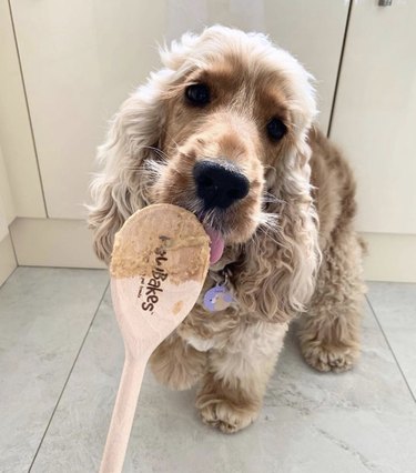 dog licking spoon with cake batter.