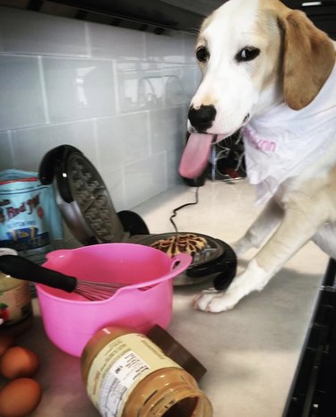 dog making waffles.