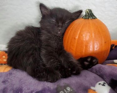 cat rests head on pumpkin