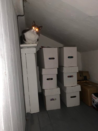 Cat with glowing eyes sitting on boxes.