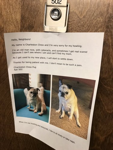 A pug apologizes to neighbors for barking in apartment.