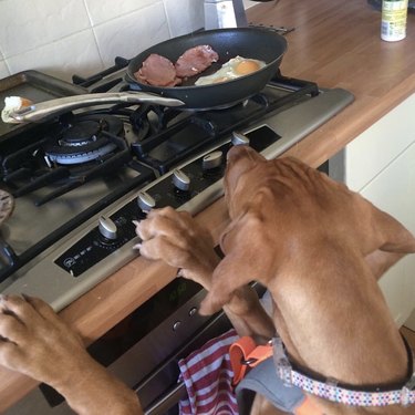 dog making sausage and eggs.